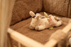 Stuffed Activity Animal - Donkey Dinky